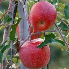 성주 가야산 사과! 맛보장!! 10kg 50-53과 GAP우수농산물 (꼬마다마)