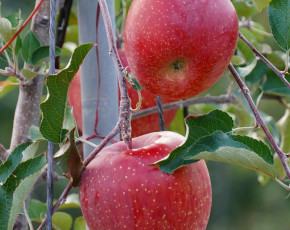 성주 가야산 사과! 맛보장!! 10kg 50-53과 GAP우수농산물 (꼬마다마)