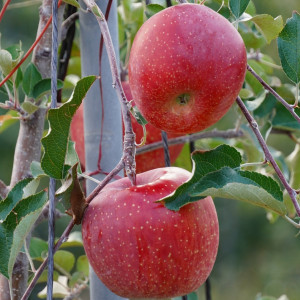 성주 가야산 사과! 맛보장!! 5kg 18-20과 GAP우수농산물