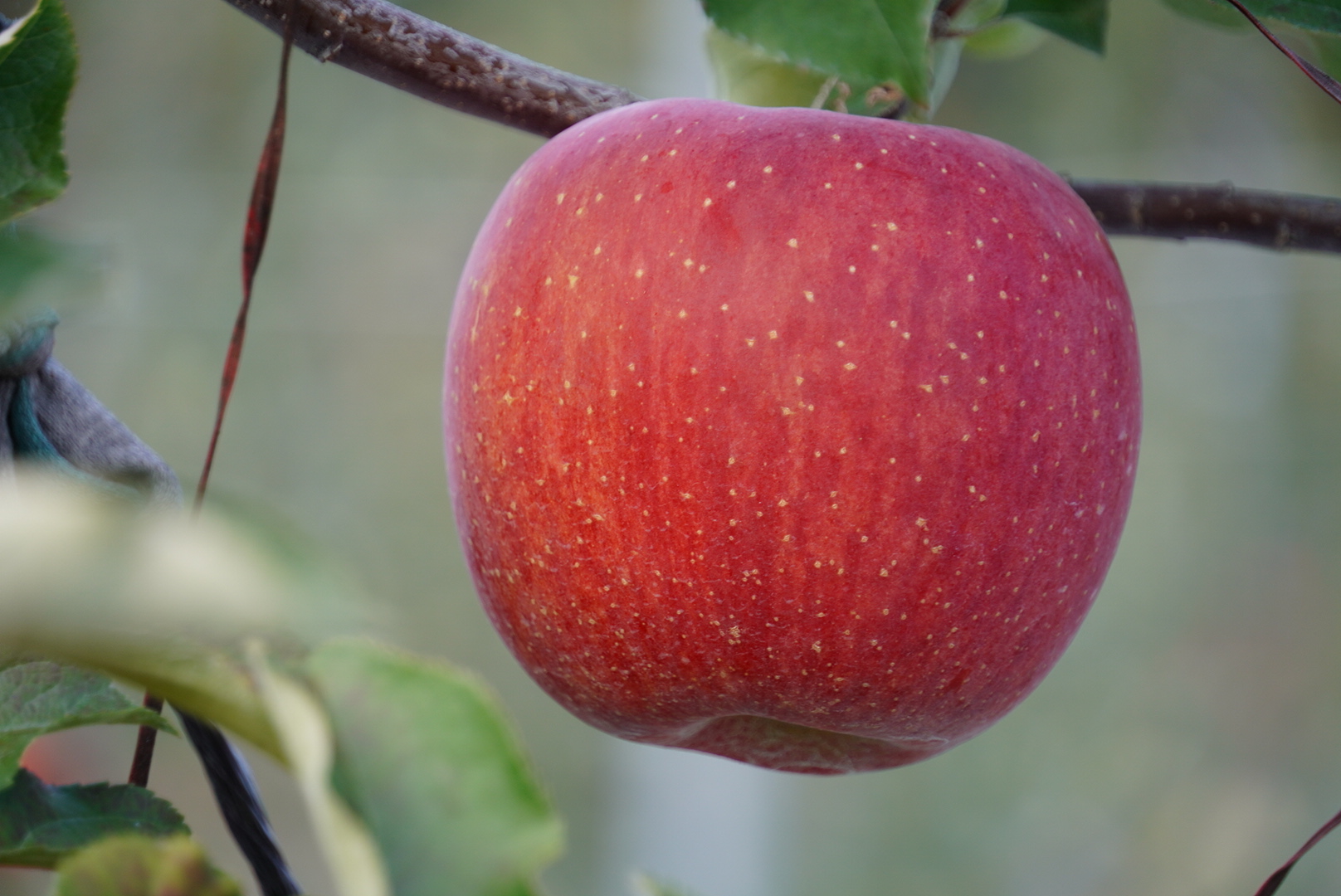 성주 가야산 사과! 맛보장!! 10kg 23-25과 GAP우수농산물