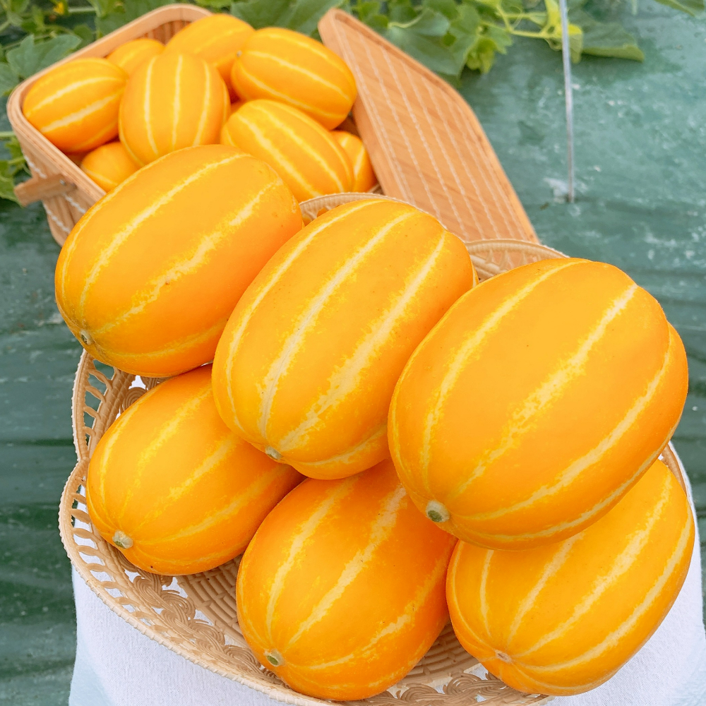 [참외대장] 성주참외 가정용 2kg(4-9과) (1713425483) | 성주참외