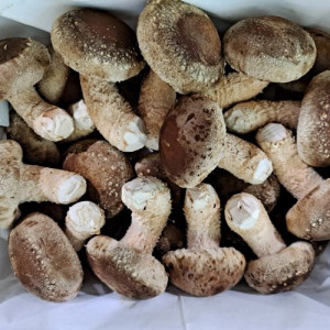 생오르틴버섯 특상 850그램